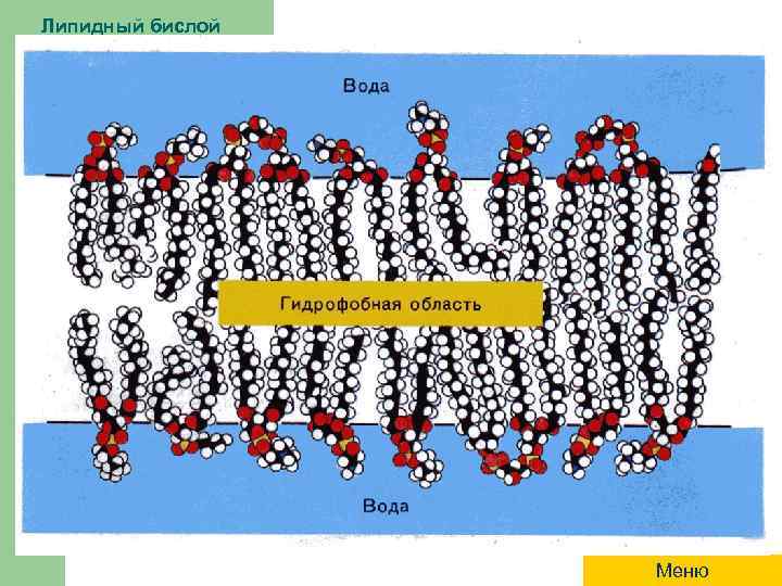 Липидный бислой Меню 