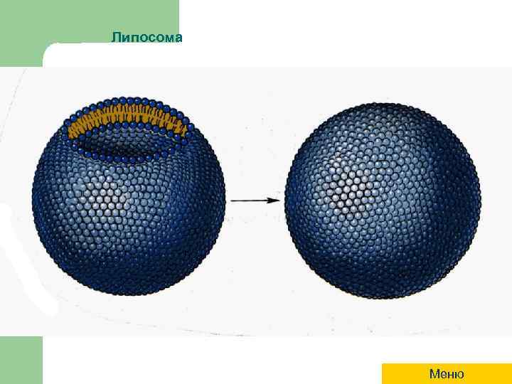 Липосома Меню 