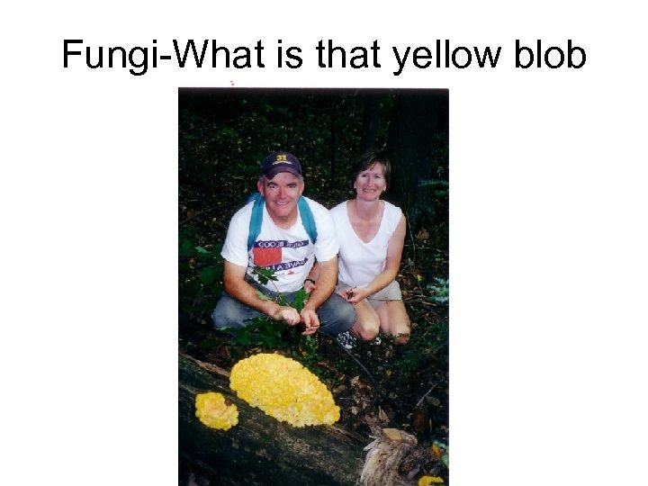 Fungi-What is that yellow blob 