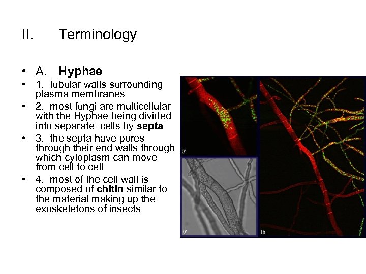 II. Terminology • A. Hyphae • 1. tubular walls surrounding plasma membranes • 2.