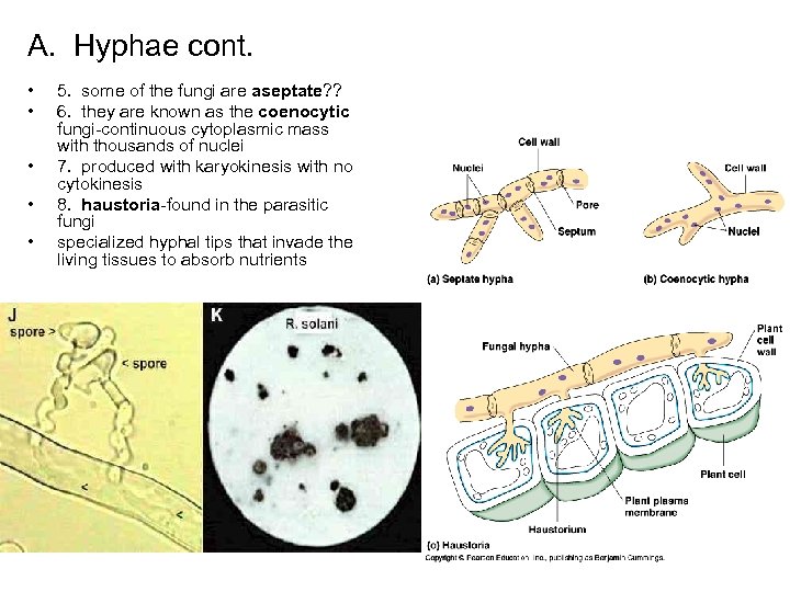 A. Hyphae cont. • • • 5. some of the fungi are aseptate? ?