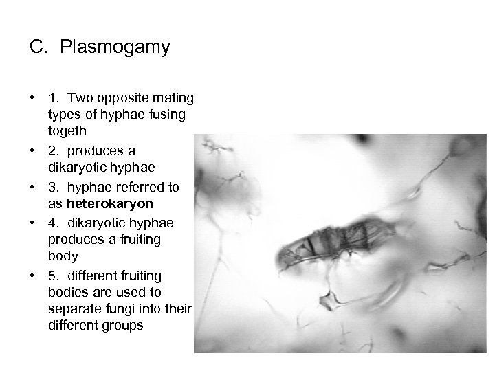 C. Plasmogamy • 1. Two opposite mating types of hyphae fusing togeth • 2.