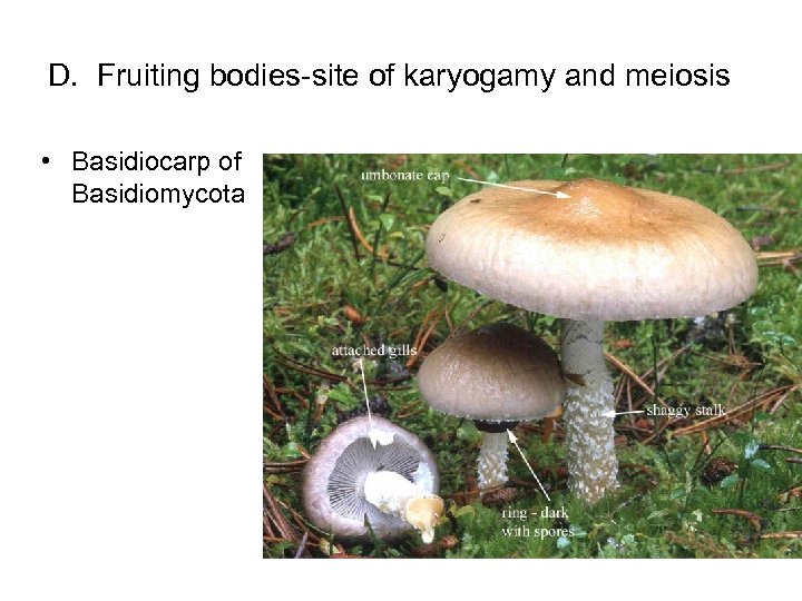 D. Fruiting bodies-site of karyogamy and meiosis • Basidiocarp of Basidiomycota 