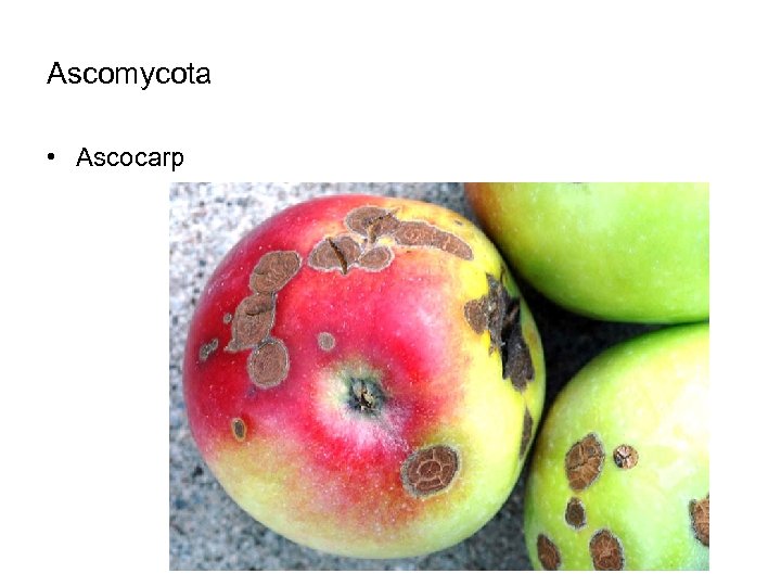 Ascomycota • Ascocarp 