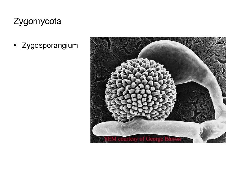 Zygomycota • Zygosporangium 