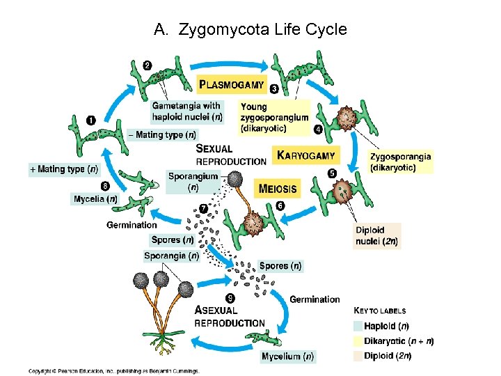 A. Zygomycota Life Cycle 