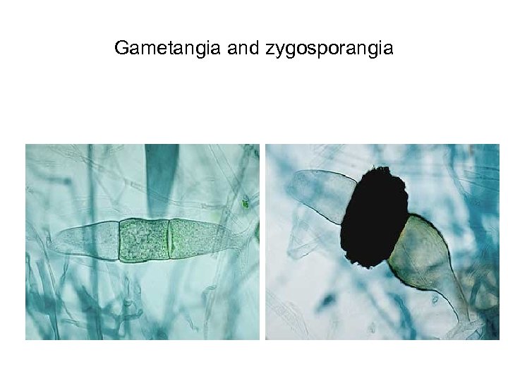 Gametangia and zygosporangia 