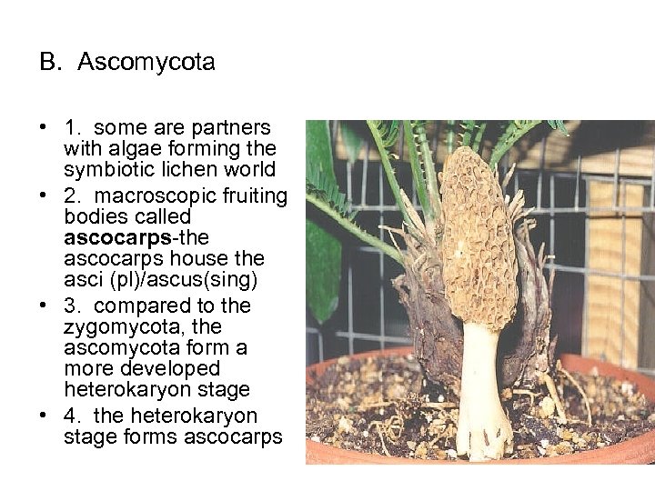 B. Ascomycota • 1. some are partners with algae forming the symbiotic lichen world