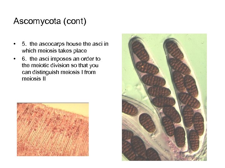 Ascomycota (cont) • • 5. the ascocarps house the asci in which meiosis takes