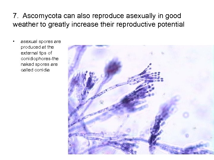 7. Ascomycota can also reproduce asexually in good weather to greatly increase their reproductive