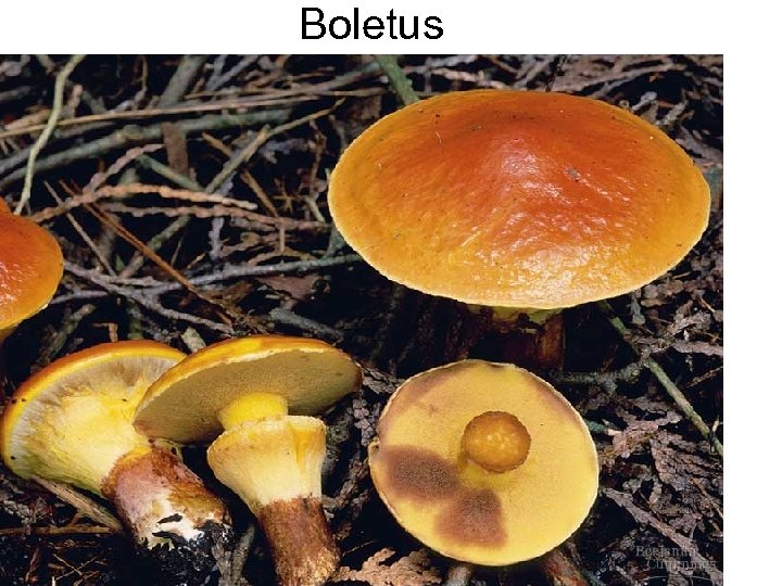 Boletus 