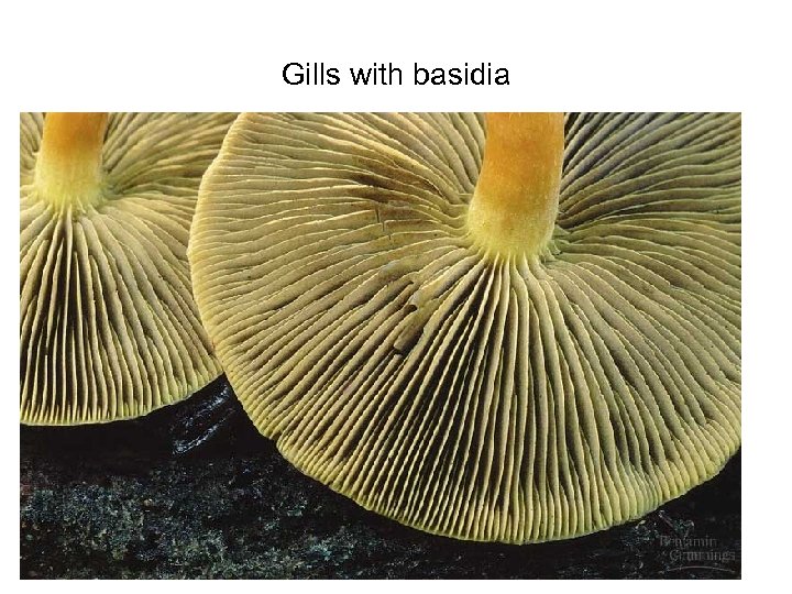 Gills with basidia 