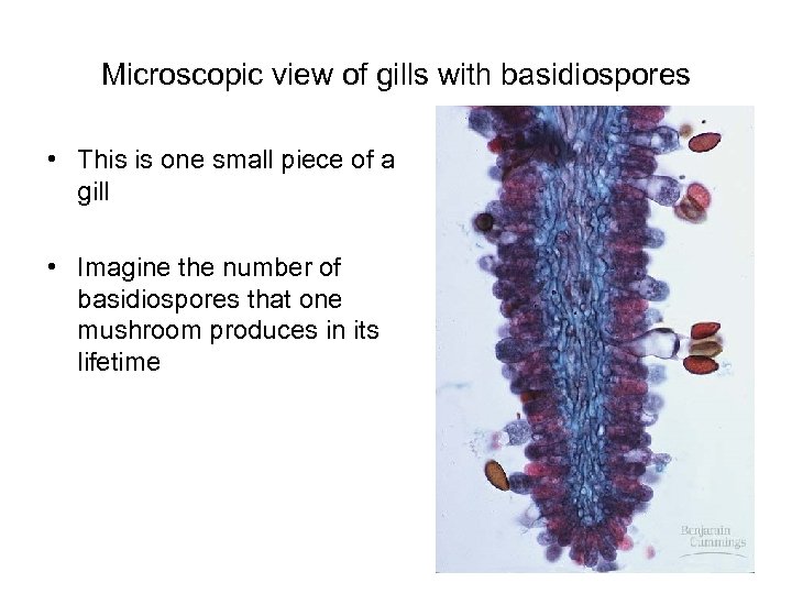 Microscopic view of gills with basidiospores • This is one small piece of a