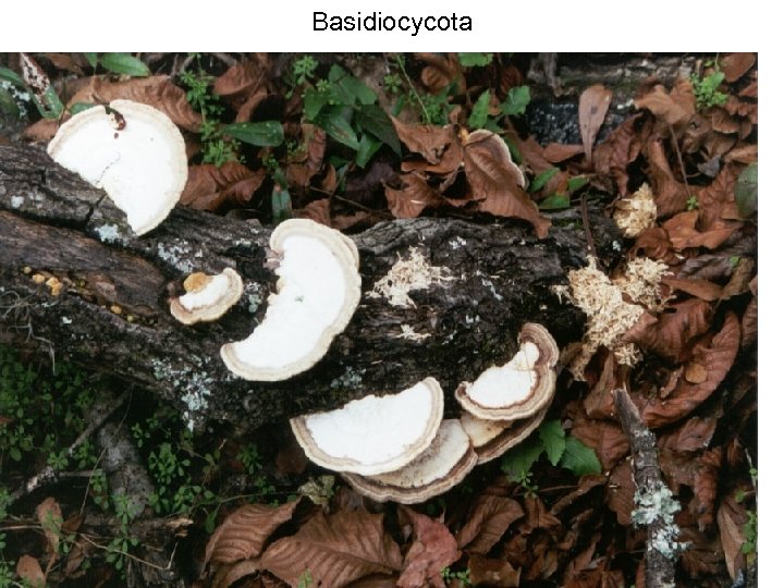 Basidiocycota 