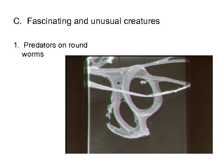 C. Fascinating and unusual creatures 1. Predators on round worms 