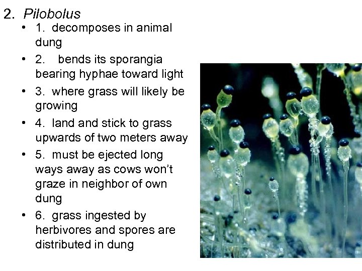 2. Pilobolus • 1. decomposes in animal dung • 2. bends its sporangia bearing