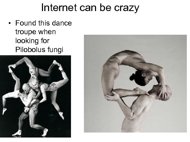 Internet can be crazy • Found this dance troupe when looking for Pilobolus fungi