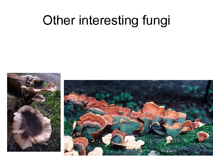 Other interesting fungi 