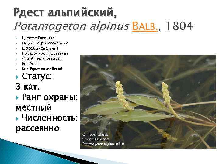 Рдест альпийский, Potamogeton alpinus BALB. , 1804 Царство: Растения Отдел: Покрытосеменные Класс: Однодольные Порядок: