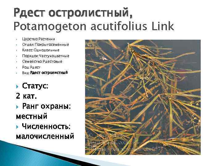 Рдест остролистный, Potamogeton acutifolius Link Царство: Растения Отдел: Покрытосеменные Класс: Однодольные Порядок: Частухоцветные Семейство: