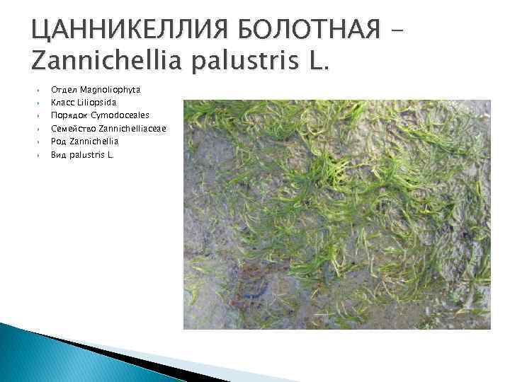 ЦАННИКЕЛЛИЯ БОЛОТНАЯ Zannichellia palustris L. Отдел Magnoliophyta Класс Liliopsida Порядок Cymodoceales Семейство Zannichelliaceae Род