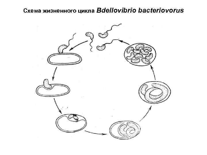 Цикл бактерии. Жизненный цикл бактерий. Формы взаимоотношений бактерий с другими живыми организмами схема. Жизненный цикл Bdellovibrio bacteriovorus. Формы взаимоотношения бактерий с другими живыми организмами схема.