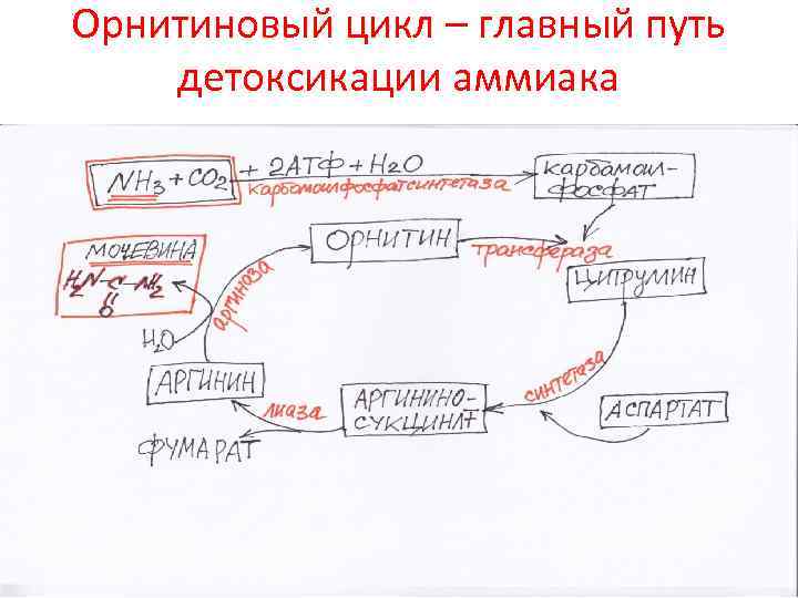 Схема орнитинового цикла