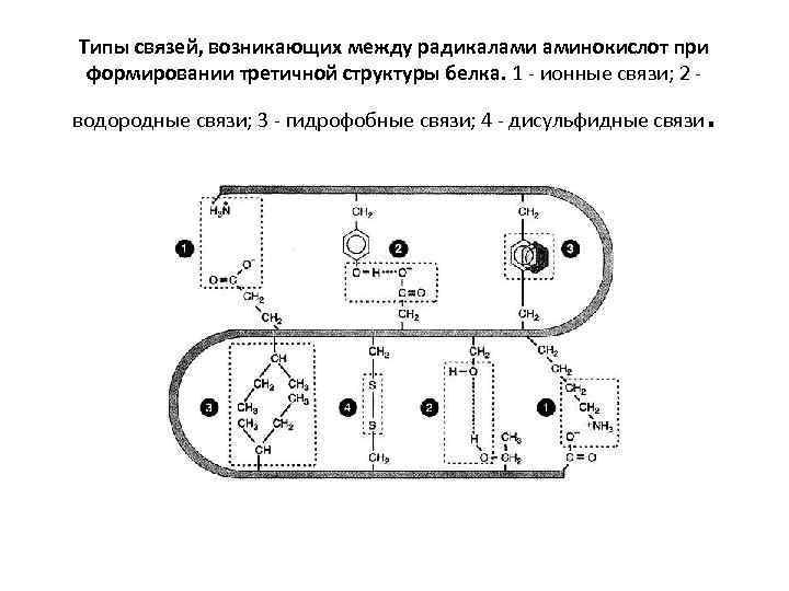 Типы связей, возникающих между радикалами аминокислот при формировании третичной структуры белка. 1 - ионные