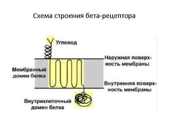 Схема строения бета-рецептора 