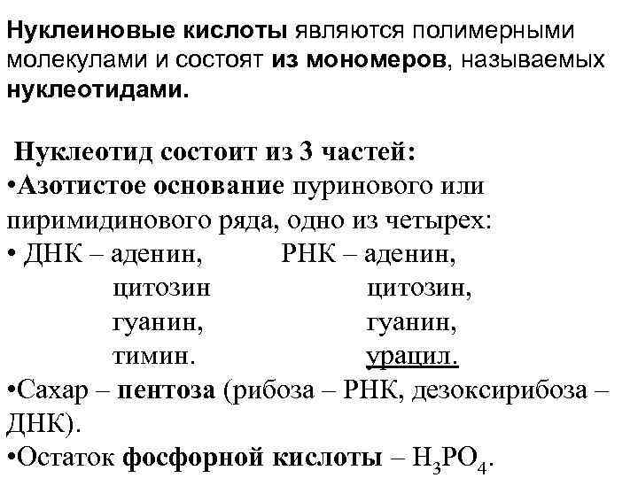 Нуклеиновые кислоты являются полимерными молекулами и состоят из мономеров, называемых нуклеотидами. Нуклеотид состоит из