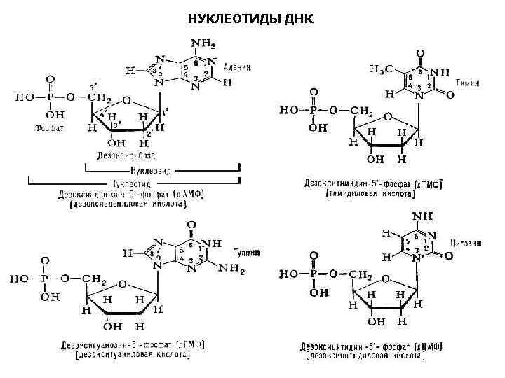 Строение нуклеотида днк рисунок