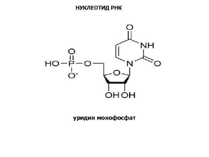 Схема образования уридина