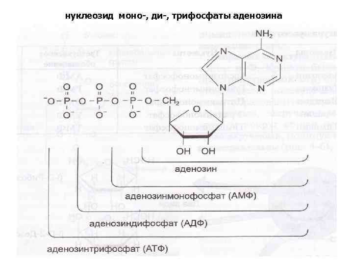 нуклеозид моно-, ди-, трифосфаты аденозина 