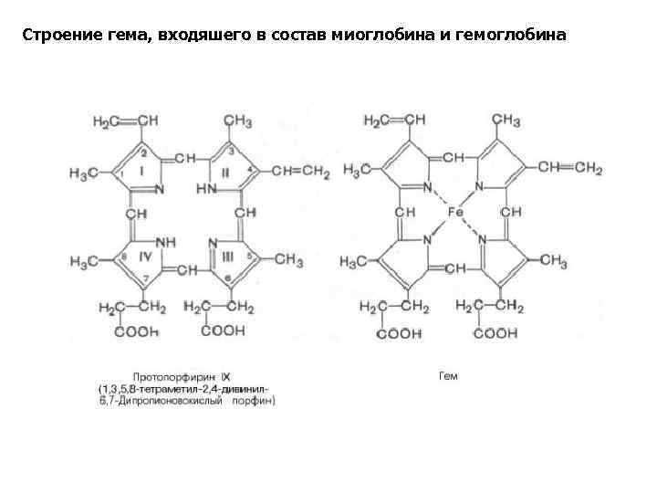 Строение гема, входяшего в состав миоглобина и гемоглобина 