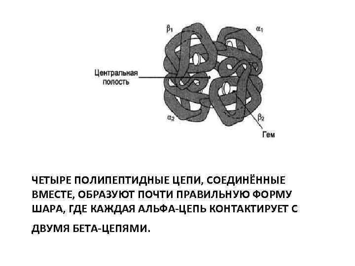  ЧЕТЫРЕ ПОЛИПЕПТИДНЫЕ ЦЕПИ, СОЕДИНЁННЫЕ ВМЕСТЕ, ОБРАЗУЮТ ПОЧТИ ПРАВИЛЬНУЮ ФОРМУ ШАРА, ГДЕ КАЖДАЯ АЛЬФА-ЦЕПЬ