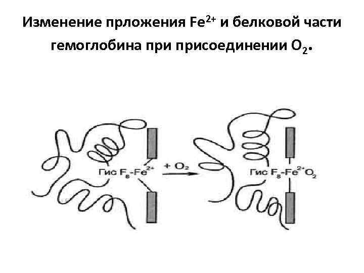 Изменение прложения Fe 2+ и белковой части гемоглобина присоединении О 2. 