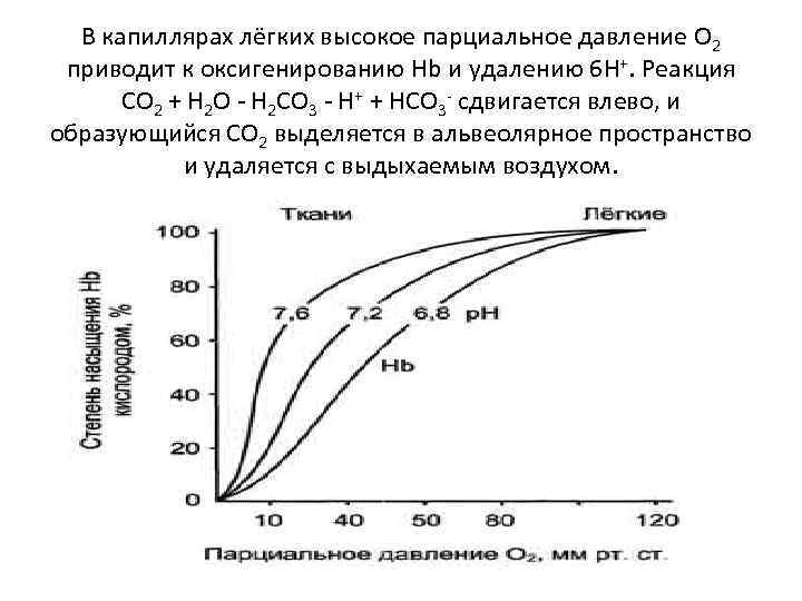 В капиллярах лёгких высокое парциальное давление О 2 приводит к оксигенированию Hb и удалению