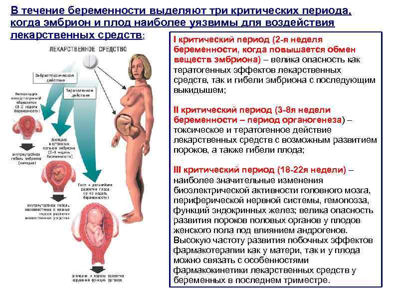В течение беременности выделяют три критических периода, когда эмбрион и плод наиболее уязвимы для
