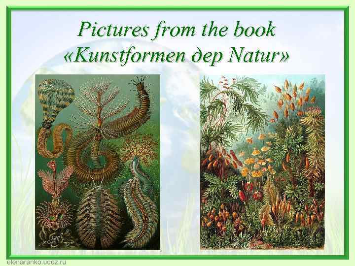 Pictures from the book «Kunstformen дер Natur» 