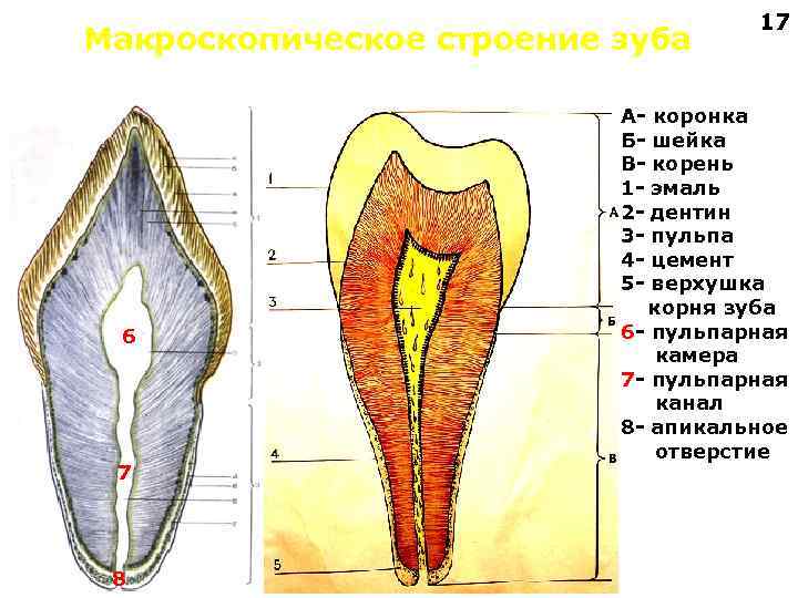 Макроскопическое строение зуба 6 7 8 17 А- коронка Б- шейка В- корень 1