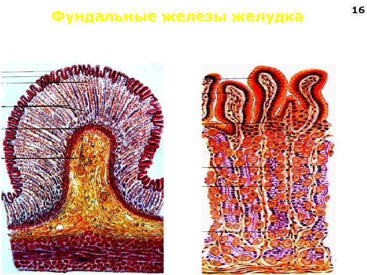 Дно желудка гистология рисунок