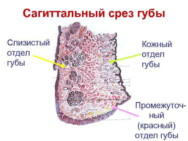 Сагиттальный срез губы Слизистый отдел губы Кожный отдел губы Промежуточный (красный) отдел губы 