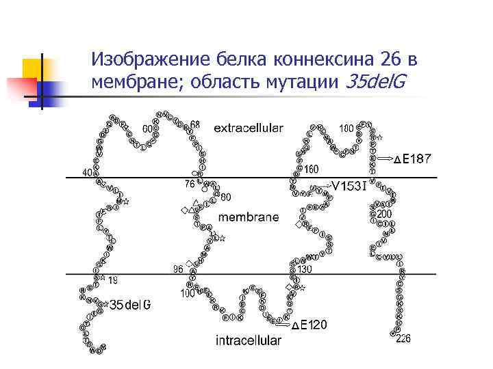 Изображение белка коннексина 26 в мембране; область мутации 35 del. G 