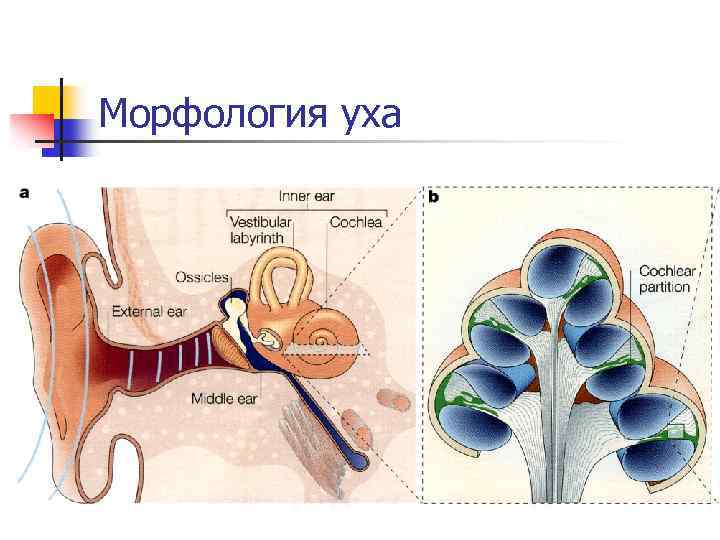 Морфология уха 