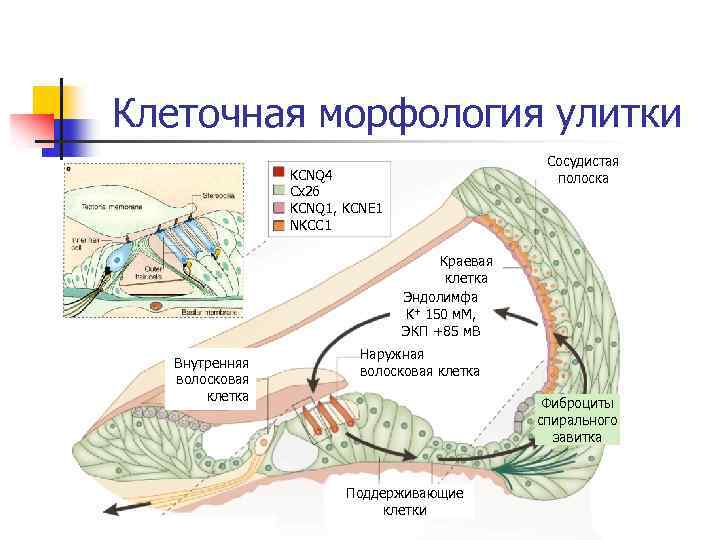 Клеточная морфология улитки Сосудистая полоска KCNQ 4 Cx 26 KCNQ 1, KCNE 1 NKCC