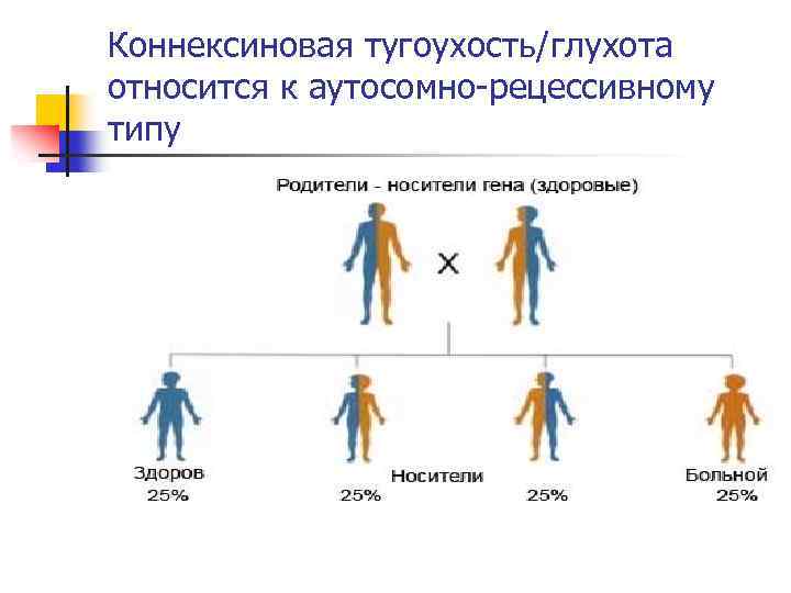 Коннексиновая тугоухость/глухота относится к аутосомно-рецессивному типу 