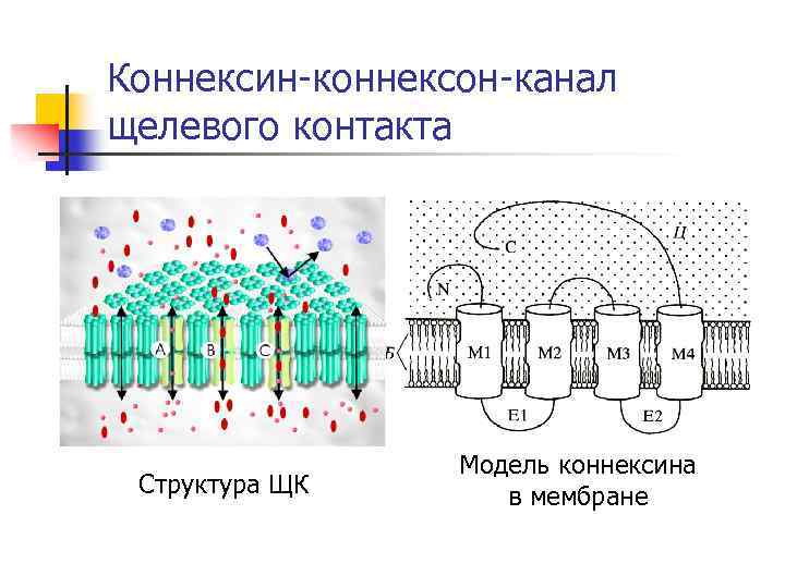 Коннексин-коннексон-канал щелевого контакта Структура ЩК Модель коннексина в мембране 