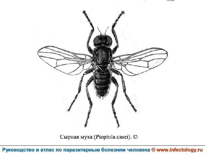 Сырные мухи (Piophila casei)