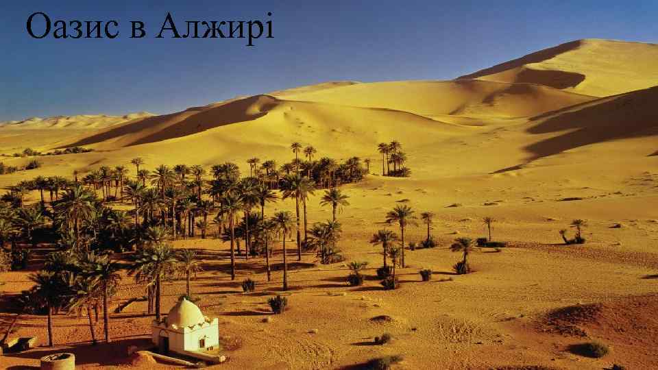 Оазис в Алжирі 