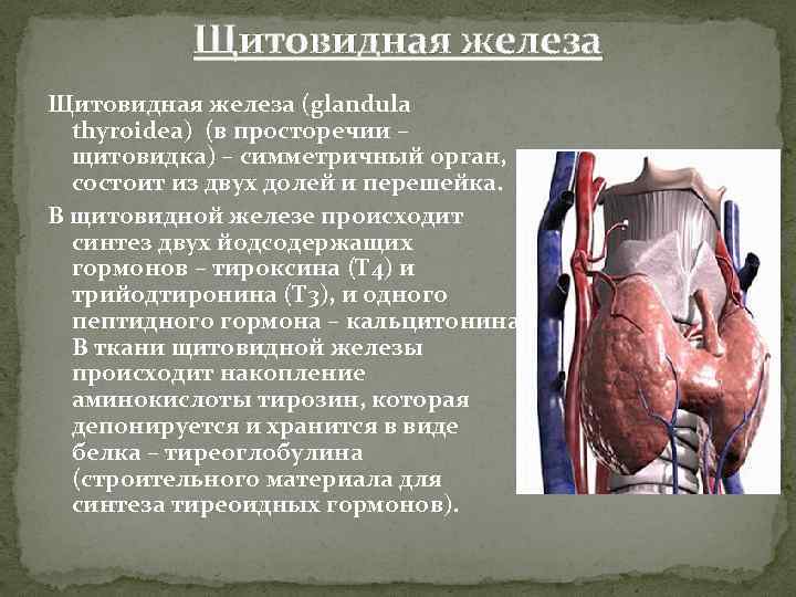 Щитовидная железа (glandula thyroidea) (в просторечии – щитовидка) – симметричный орган, состоит из двух